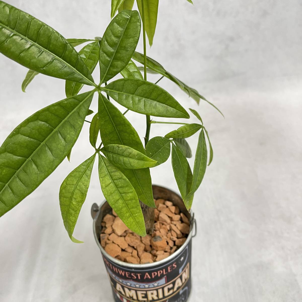 パキラ　お洒落アレンジ　植物　観葉植物　プレゼント　インテリア　_3