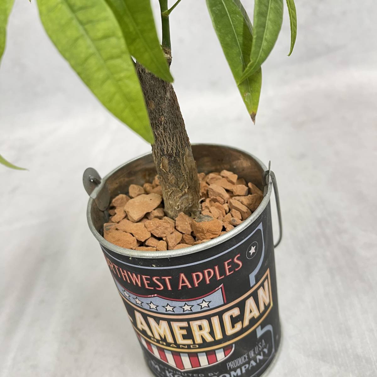 パキラ　お洒落アレンジ　植物　観葉植物　プレゼント　インテリア　_4