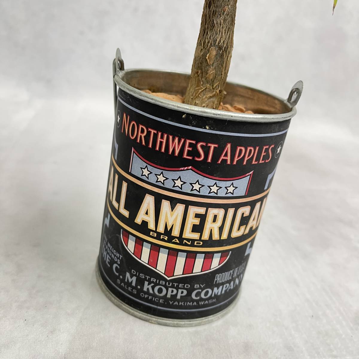 パキラ　お洒落アレンジ　植物　観葉植物　プレゼント　インテリア　_5