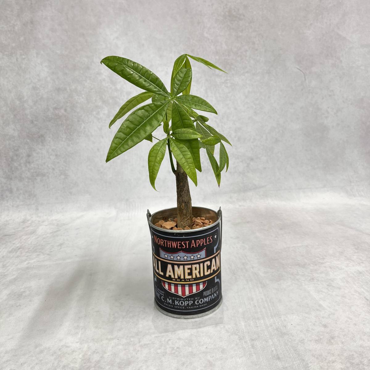 パキラ　お洒落アレンジ　植物　観葉植物　プレゼント　インテリア　_6