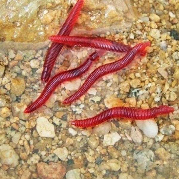 同梱ok送安い 50匹 ミミズ みみず フィギュア おもちゃ シリコン 昆虫 ゴム 疑似餌 魚釣り 餌 イタズラ グッズ いたずら ドッキリ 生き物 売買されたオークション情報 Yahooの商品情報をアーカイブ公開 オークファン Aucfan Com