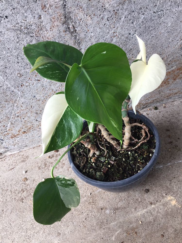 安い，定番人気 斑入り個体３株入り モンステラ ボルシギアナ 斑入り(観葉植物)｜売買されたオークション情報、yahooの商品情報をアーカイブ公開 - オークファン その他