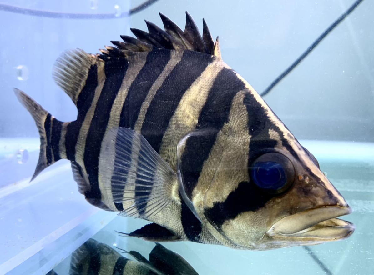 魚類、水生生物 ダトニオプラスワン22センチ引取り限定