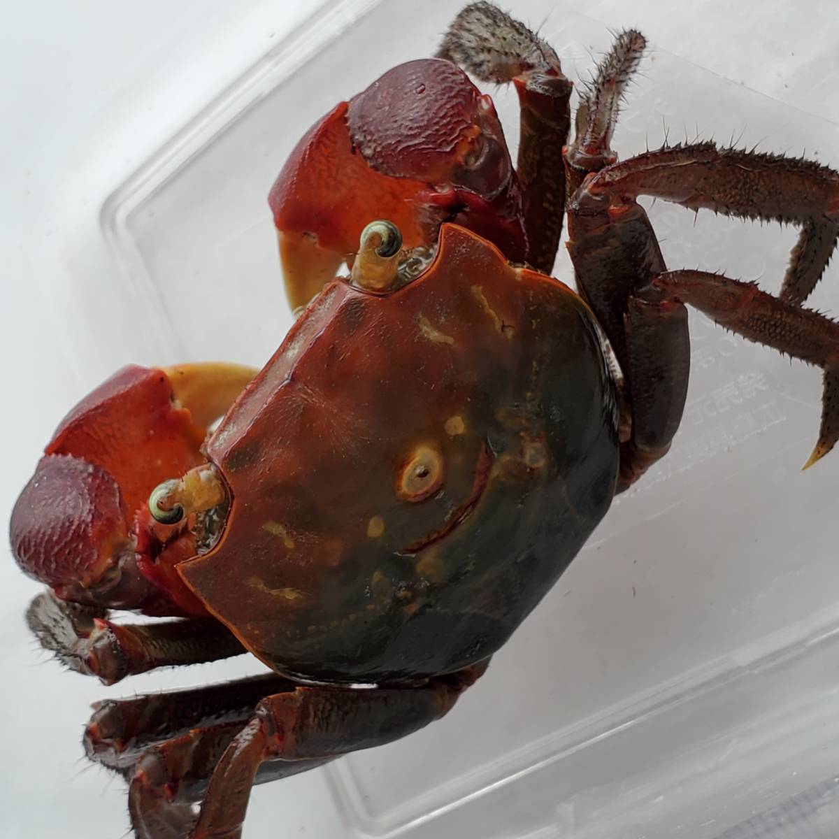 アカベンケイガニ ワイルドな蟹 個体 たぶんオス 簡単飼育 ペット 夏休み自由研究 ベンケイガニ科ベンケイガニ属 甲殻類 売買されたオークション情報 Yahooの商品情報をアーカイブ公開 オークファン Aucfan Com