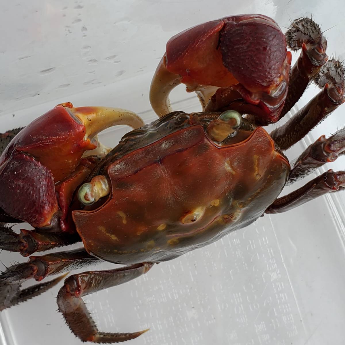 アカベンケイガニ ワイルドな蟹 個体 たぶんオス 簡単飼育 ペット 夏休み自由研究 ベンケイガニ科ベンケイガニ属 甲殻類 売買されたオークション情報 Yahooの商品情報をアーカイブ公開 オークファン Aucfan Com