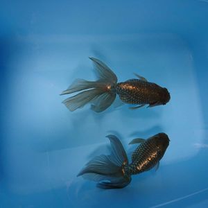 津軽錦のヤフオク の相場 価格を見る ヤフオク の津軽錦のオークション売買情報は67件が掲載されています