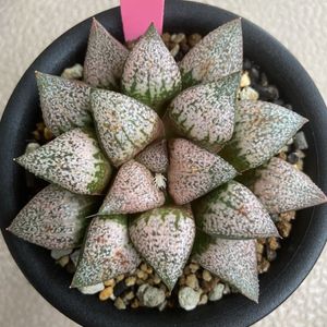 ハオルチア 種子のヤフオク の相場 価格を見る ヤフオク のハオルチア 種子のオークション売買情報は24件が掲載されています