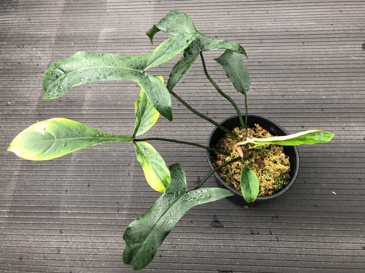 0 Philodendron フィロデンドロン : ⁄ 珍しいフィロデンドロン69686が