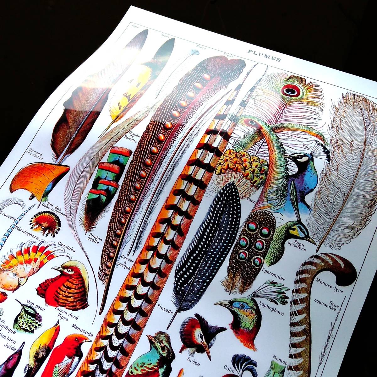 鳥の羽根 模様 図鑑 チャート ビンテージイラスト 光沢 ポスター A3 バー カフェ クラシック インテリア バードウォッチング フェザー その他 売買されたオークション情報 Yahooの商品情報をアーカイブ公開 オークファン Aucfan Com