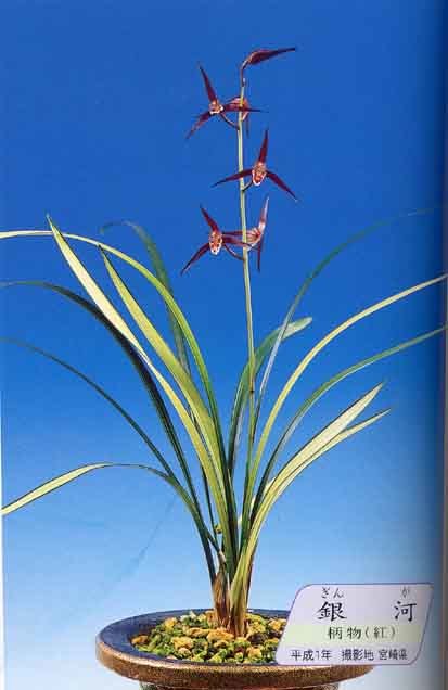  寒蘭の店 太陽園ヤフオク支店 No.383 寒蘭 銀河 最高柄(ラン)｜売買されたオークション情報、yahooの商品情報をアーカイブ公開 - オークファン ラン