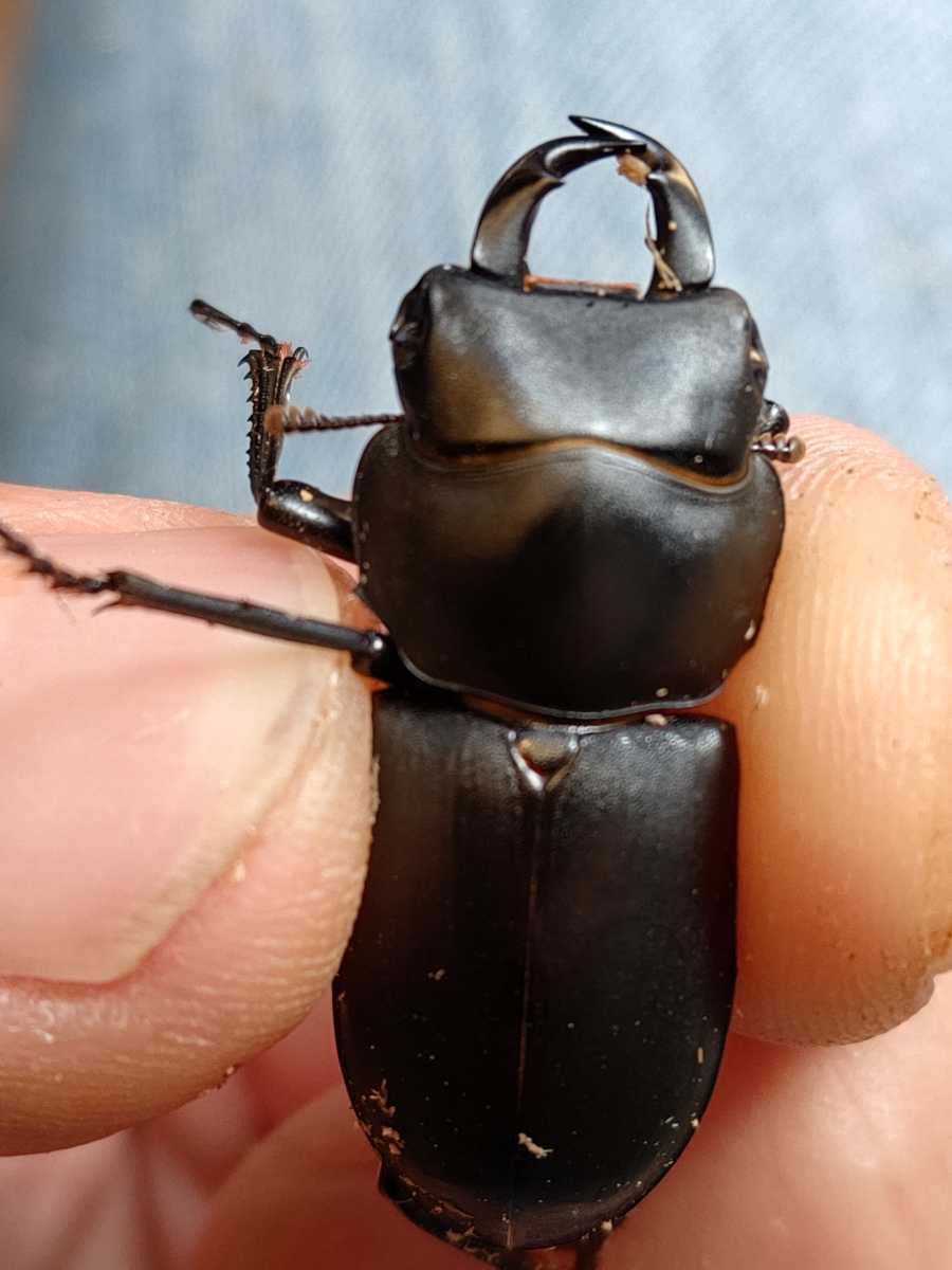 し*ら様 LOUIS VUITTON 靴 27.5cm ブラック レザー 革靴 絶煩SEED】能勢YG 新成虫 ♂85．0㎜ ♀55．5㎜ ペア オオクワガタ