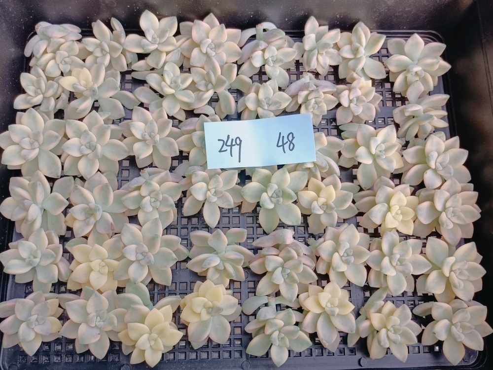 ☆多肉植物 エケベリア 韓国 S249ティテュバンス錦48個