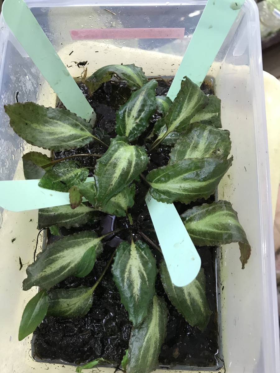 100%新品，2025 美種 Cry sp.Marveious Rosa G.MERAH LINGGA KN便 2019年 水上育成株(クリプトコリネ)｜売買されたオークション情報、yahooの商品情報をアーカイブ公開 - オークファン クリプトコリネ