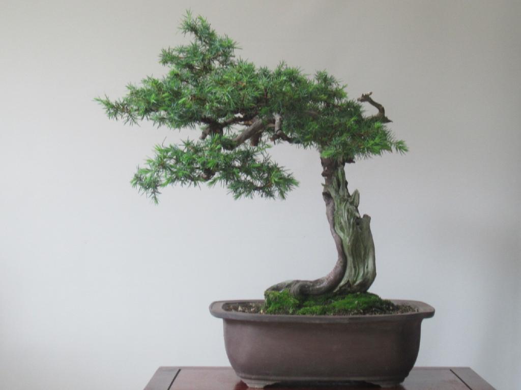 山採り 杜松 逸品 小品盆栽 盆栽 大品盆栽 シャリ幹 公式通販 本店