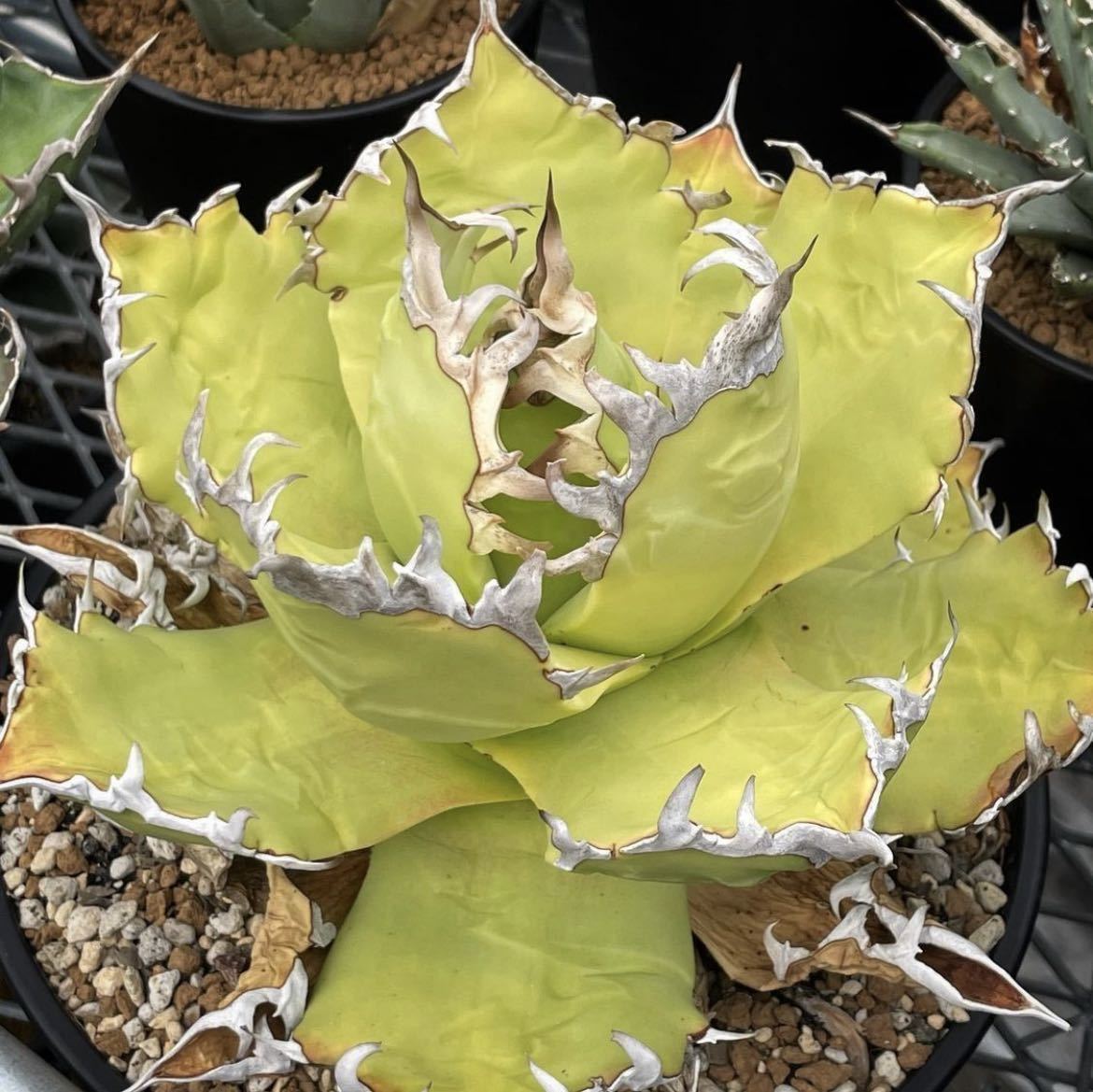アガベ チタノタ アガベ チタノタ FO076 agave titanota FO076 SLG