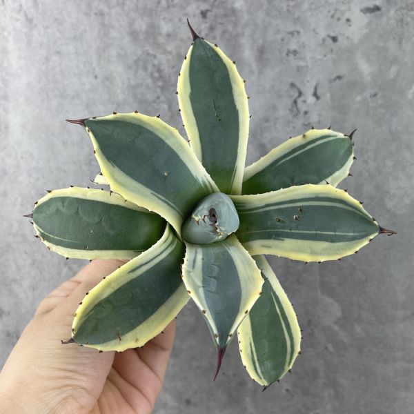 アガベ チタノタ 烈焔 レツエン 子株2