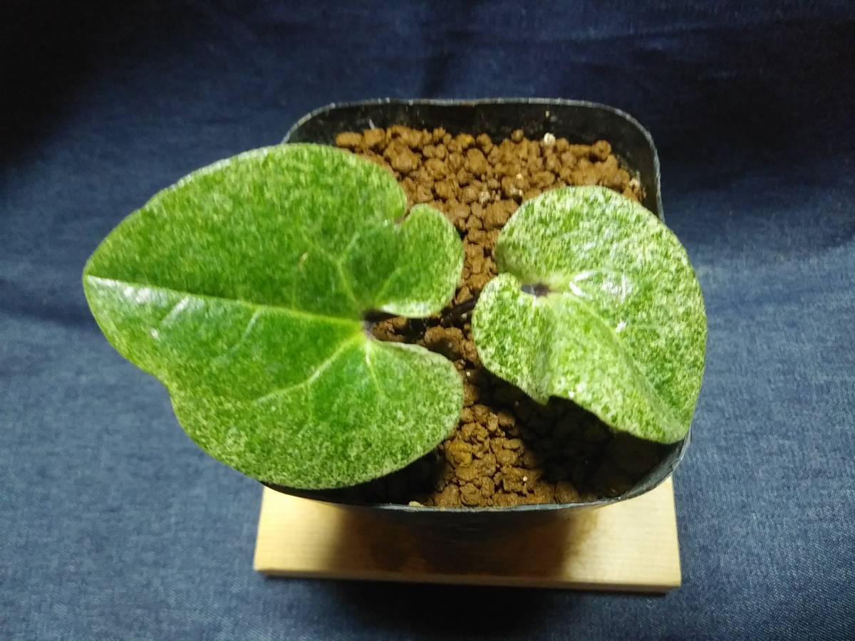 山野草 斑入り カンアオイ - | Yahoo!オークション タマノカンアオイ