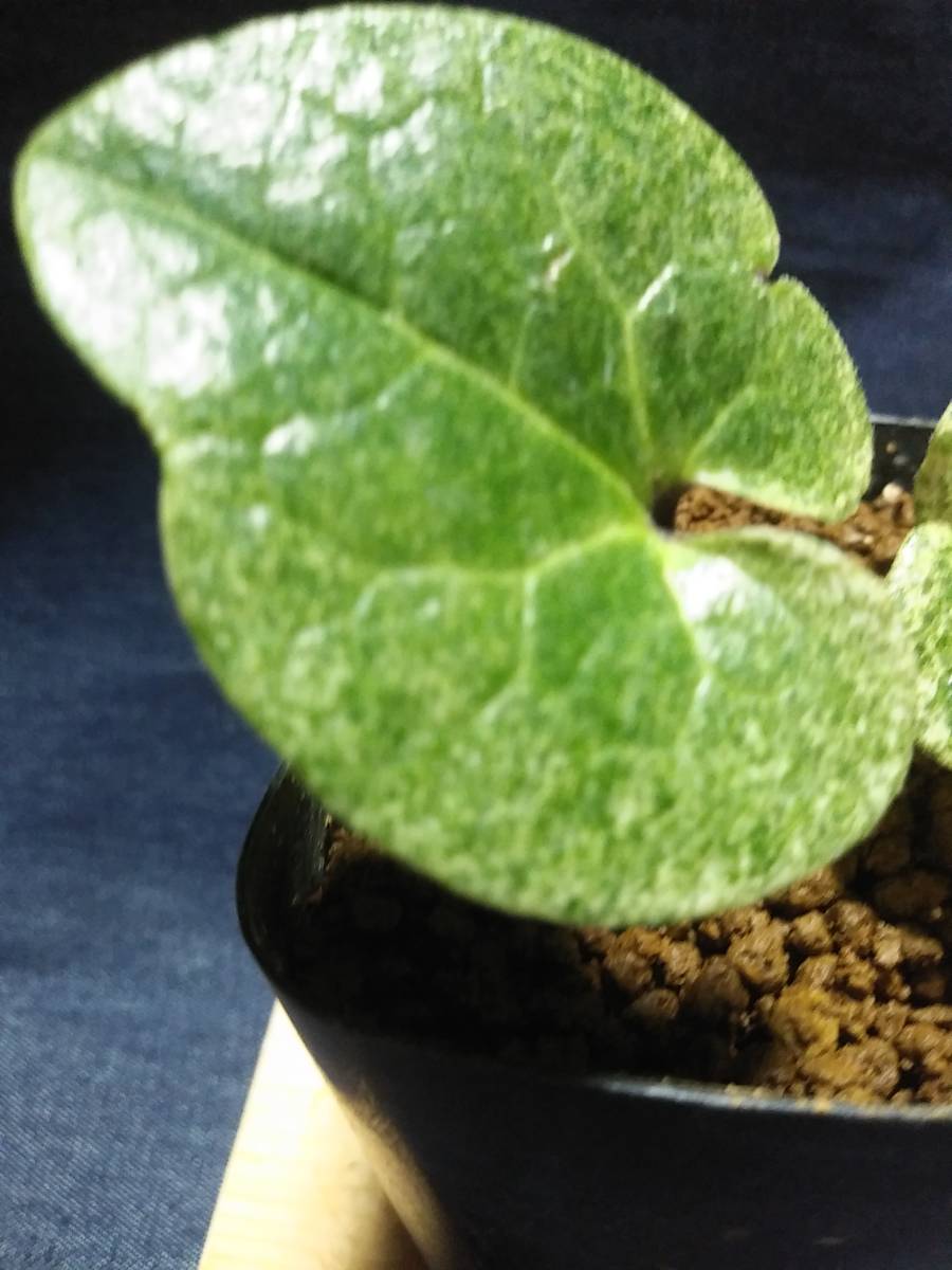 山野草 斑入り カンアオイ - | Yahoo!オークション タマノカンアオイ