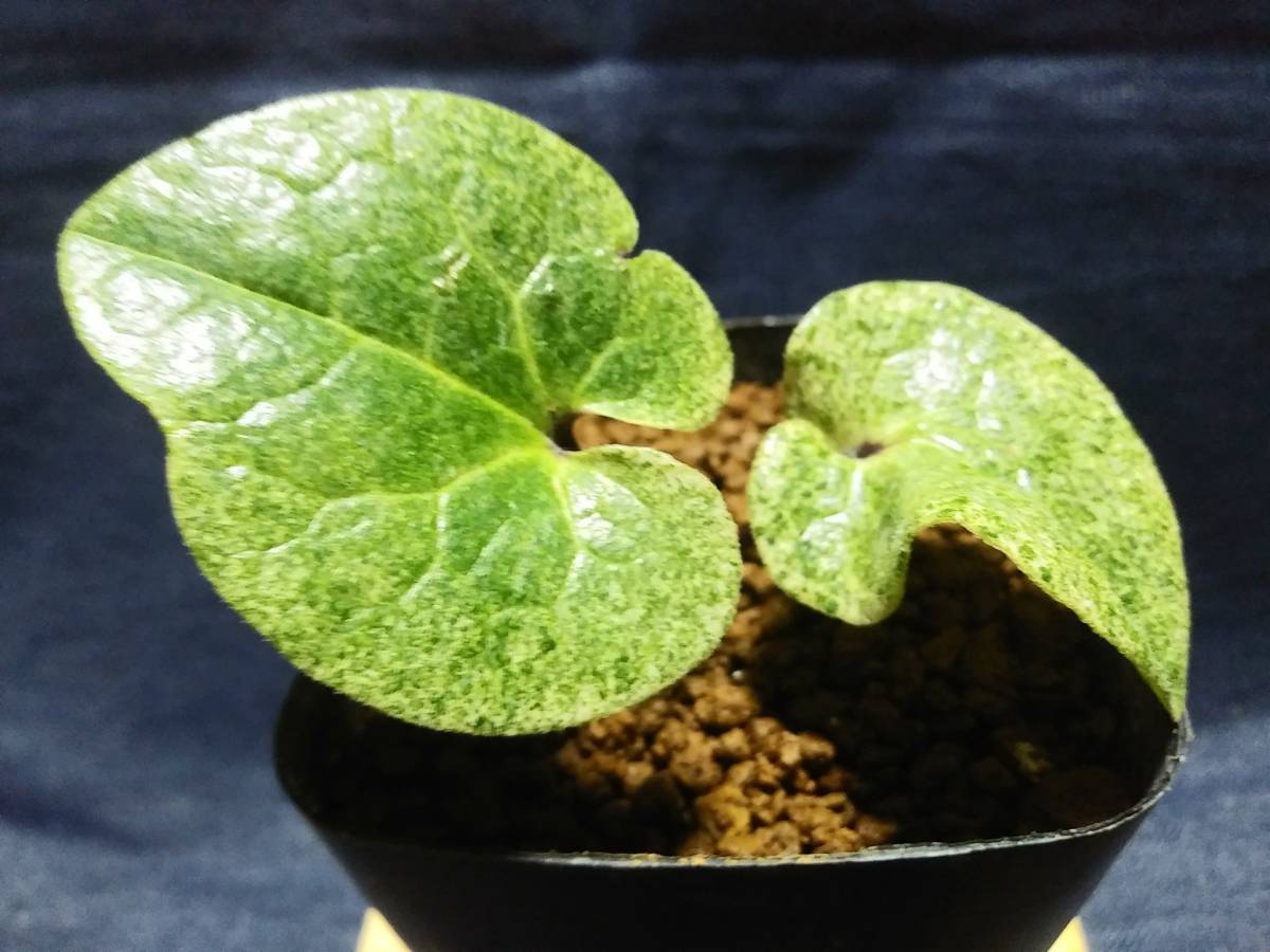 山野草 斑入り カンアオイ - | Yahoo!オークション タマノカンアオイ