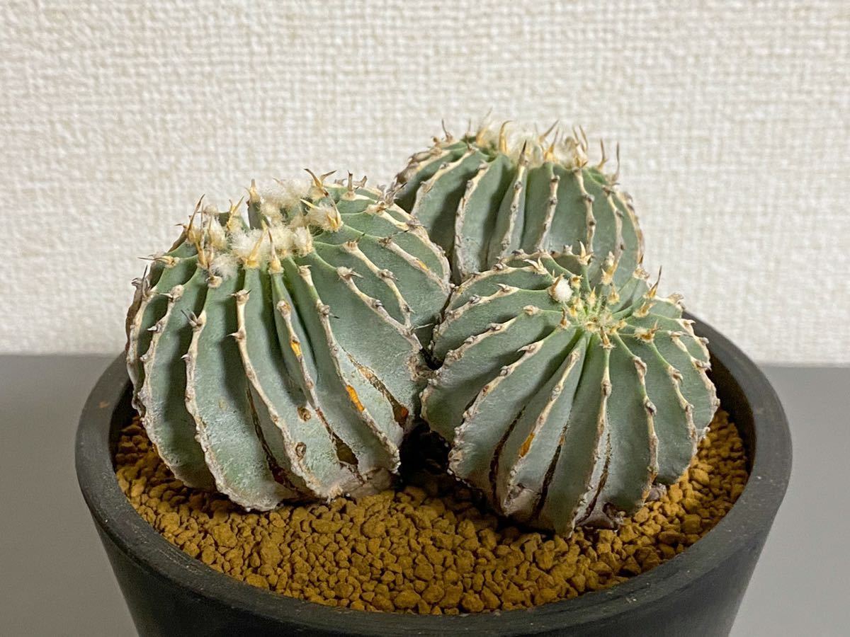 実生　ゲオヒントニア　メキシカーナ　3つセット コレクション株 極美 ゲオヒントニア メキシカーナ 3頭 トリプルヘッド