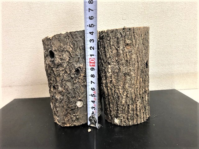 川口商会 三草祭り 最高級ブランド三草クヌギ コナラ飼育産卵木 特価品no22 止まり木 ほだ木 売買されたオークション情報 Yahooの商品情報をアーカイブ公開 オークファン Aucfan Com