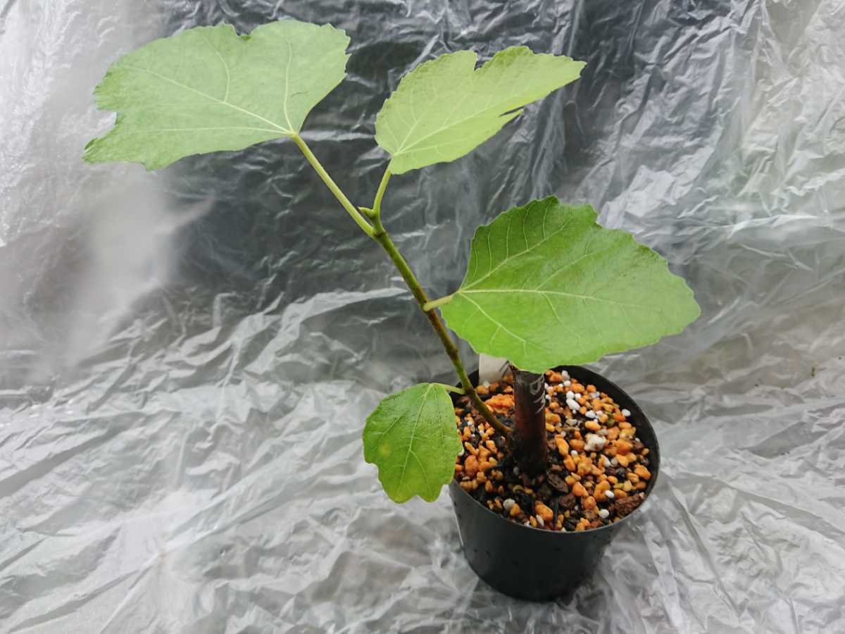 イチジク ブラックマデイラKK 挿木苗 Black Madeira KK 挿木苗