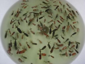 江戸錦のヤフオク の相場 価格を見る ヤフオク の江戸錦のオークション売買情報は298件が掲載されています