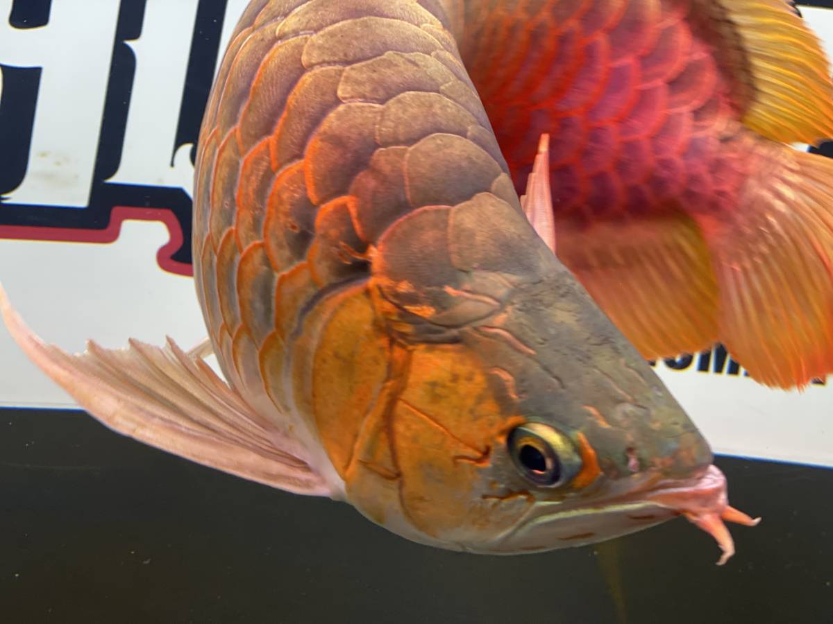 アロワナ レッドアロワナ ショート 50cm 紅龍 アジアアロワナ 大型魚 格安 発色良好 極上個体 アロワナ 売買されたオークション情報 Yahooの商品情報をアーカイブ公開 オークファン Aucfan Com