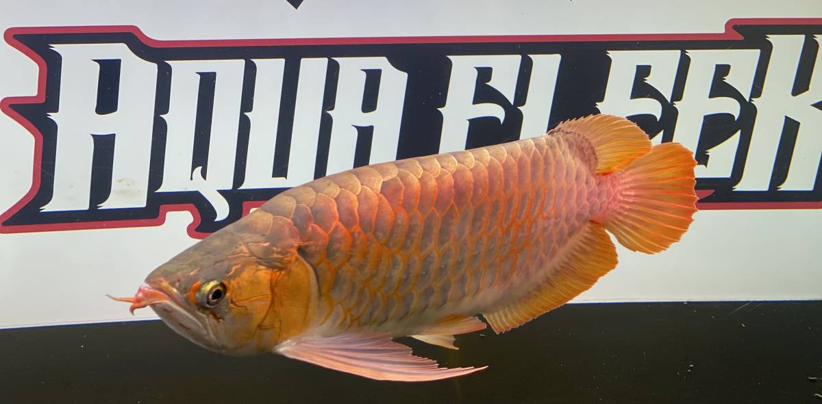 アロワナ レッドアロワナ ショート 50cm 紅龍 アジアアロワナ 大型魚 格安 発色良好 極上個体 アロワナ 売買されたオークション情報 Yahooの商品情報をアーカイブ公開 オークファン Aucfan Com