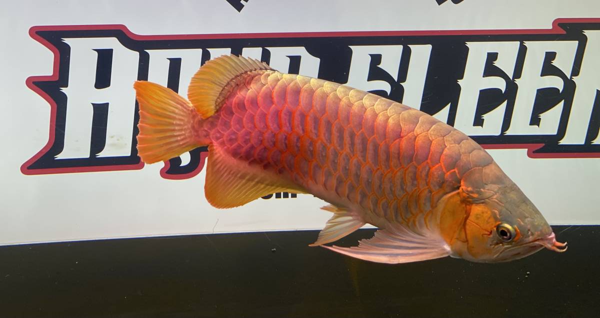 アロワナ レッドアロワナ ショート 50cm 紅龍 アジアアロワナ 大型魚 格安 発色良好 極上個体 アロワナ 売買されたオークション情報 Yahooの商品情報をアーカイブ公開 オークファン Aucfan Com