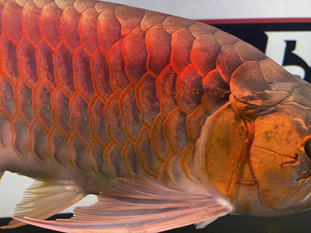 アロワナ レッドアロワナ ショート 50cm 紅龍 アジアアロワナ 大型魚 格安 発色良好 極上個体 アロワナ 売買されたオークション情報 Yahooの商品情報をアーカイブ公開 オークファン Aucfan Com