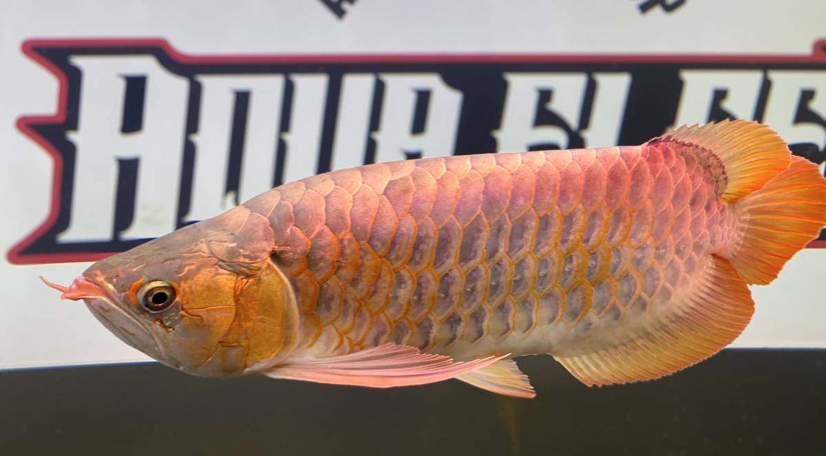 アロワナ レッドアロワナ ショート 50cm 紅龍 アジアアロワナ 大型魚 格安 発色良好 極上個体 アロワナ 売買されたオークション情報 Yahooの商品情報をアーカイブ公開 オークファン Aucfan Com