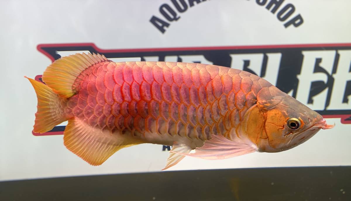 アロワナ レッドアロワナ ショート 50cm 紅龍 アジアアロワナ 大型魚 格安 発色良好 極上個体 アロワナ 売買されたオークション情報 Yahooの商品情報をアーカイブ公開 オークファン Aucfan Com