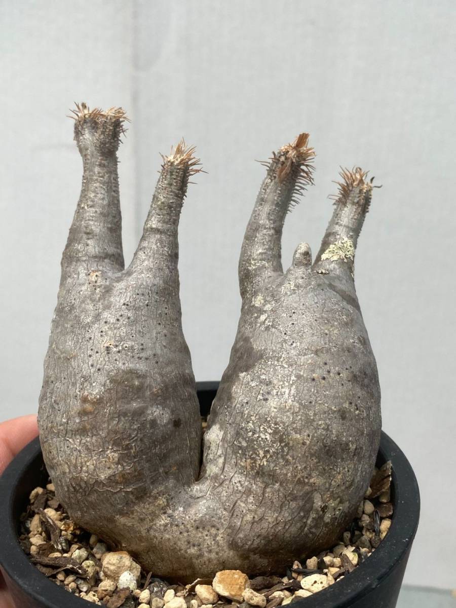パキポディウム グラキリス 赤肌 現地球 Pachypodium gracilius 長期