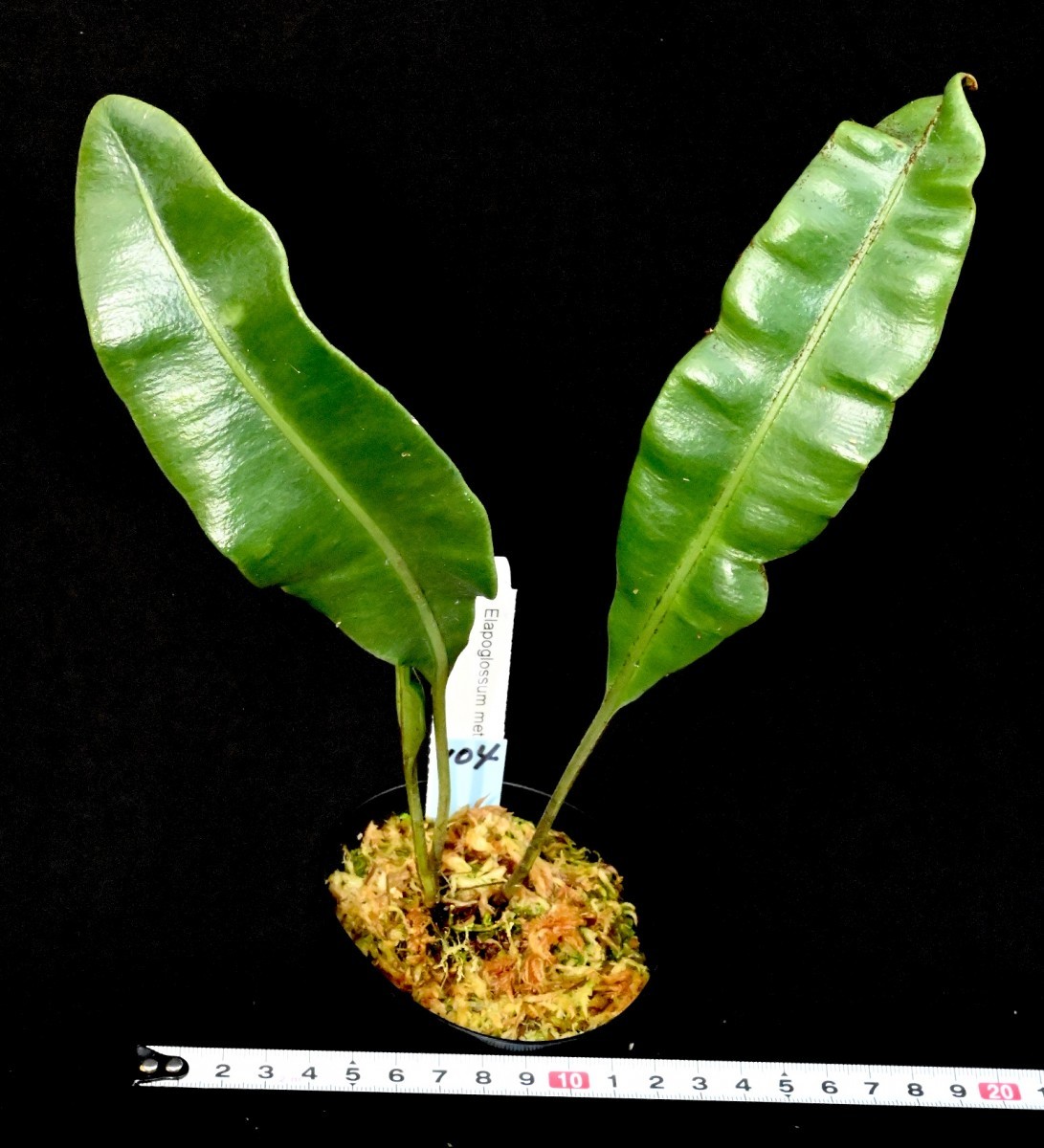 bennettii Mucuna 公園だより｜草津市立 近江鉄道 指定管理者