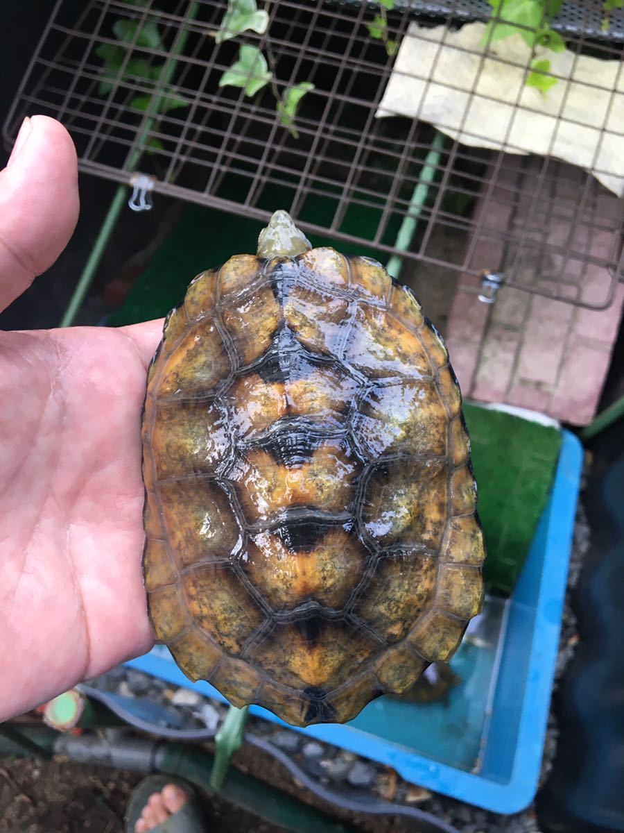 ニホンイシガメ有精卵 2個セット 日本イシガメ卵 無料発送 日本イシガメ卵