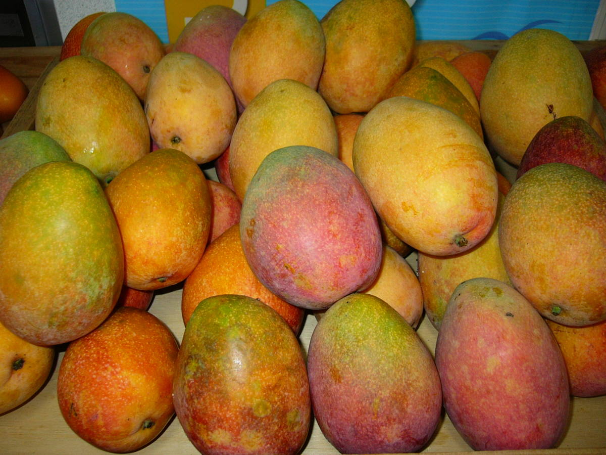 沖縄＊宮古島産マンゴー　B-105　 2K~2.5K_1