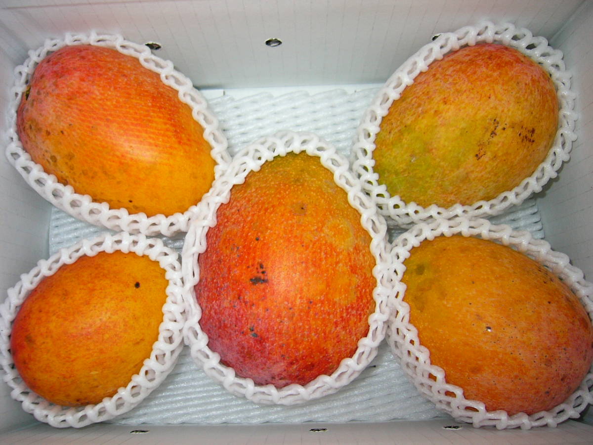 沖縄＊宮古島産マンゴー　B-105　 2K~2.5K_2