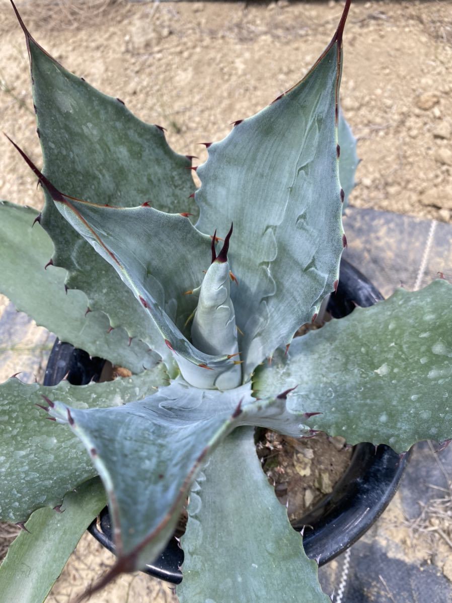 P7627ロングスパイン！強棘選抜！ アガベ モンタナ Agave