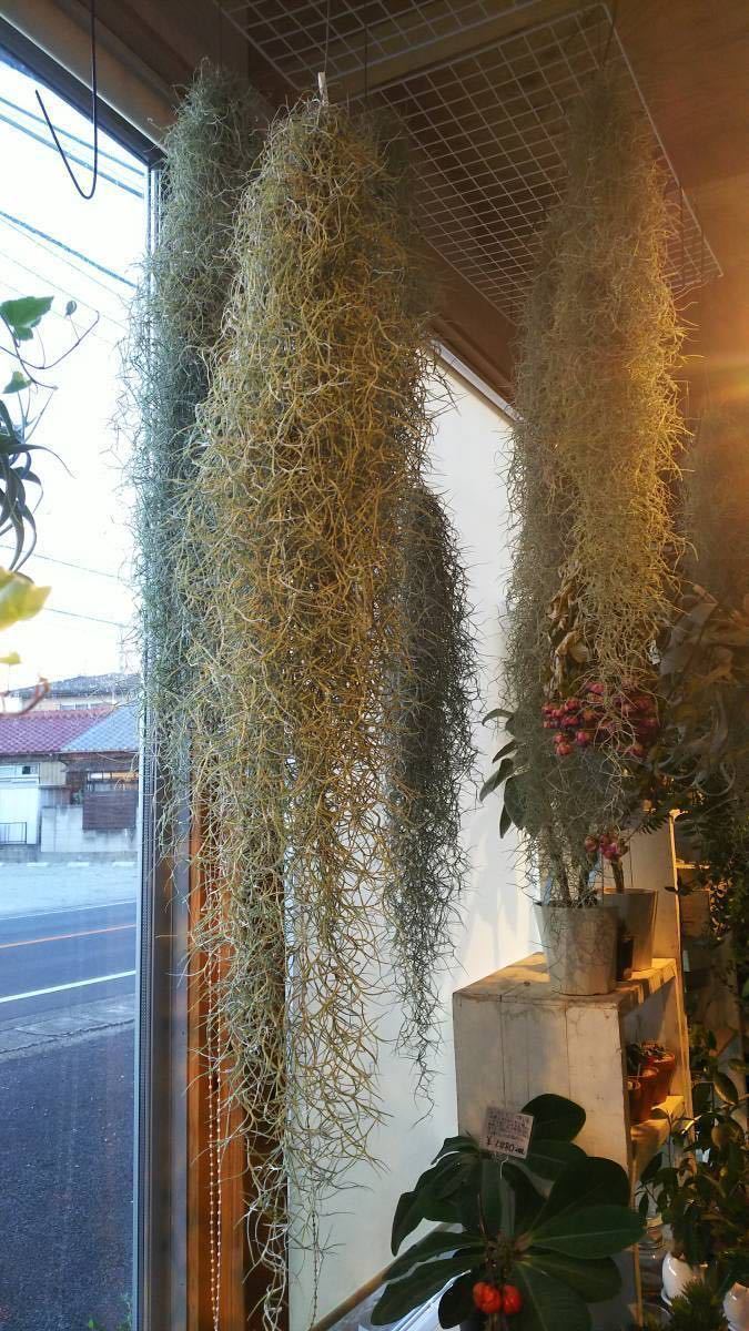 スパニッシュモス ウスネオイデス エアープランツ 凄いボリュームが2本分 育て方説明書付き その1 観葉植物 売買されたオークション情報 Yahooの商品情報をアーカイブ公開 オークファン Aucfan Com