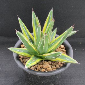 アガベ 笹の雪 黄覆輪のヤフオク の相場 価格を見る ヤフオク のアガベ 笹の雪 黄覆輪のオークション売買情報は13件が掲載されています