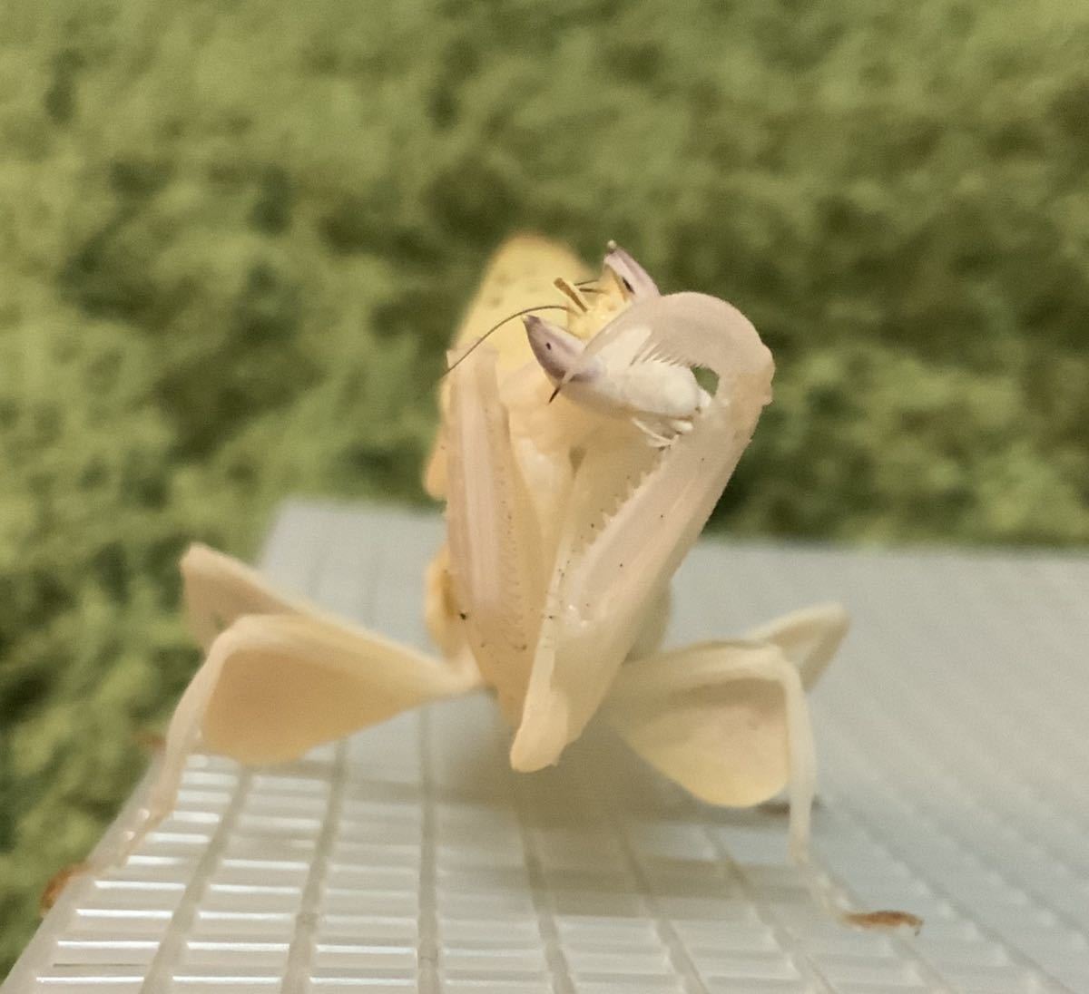 Hymenopus Coronatus インドネシア産 初令幼虫5匹セット ハナカマキリ カマキリ ペット 鑑賞 虫類 売買されたオークション情報 Yahooの商品情報をアーカイブ公開 オークファン Aucfan Com