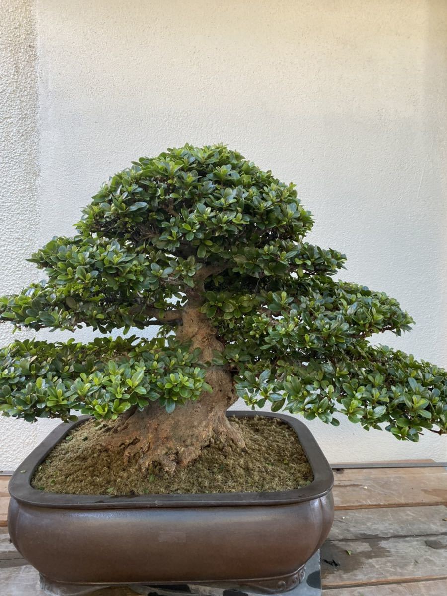 華宝 皐月盆栽素材 さつき盆栽 華宝 2025新款