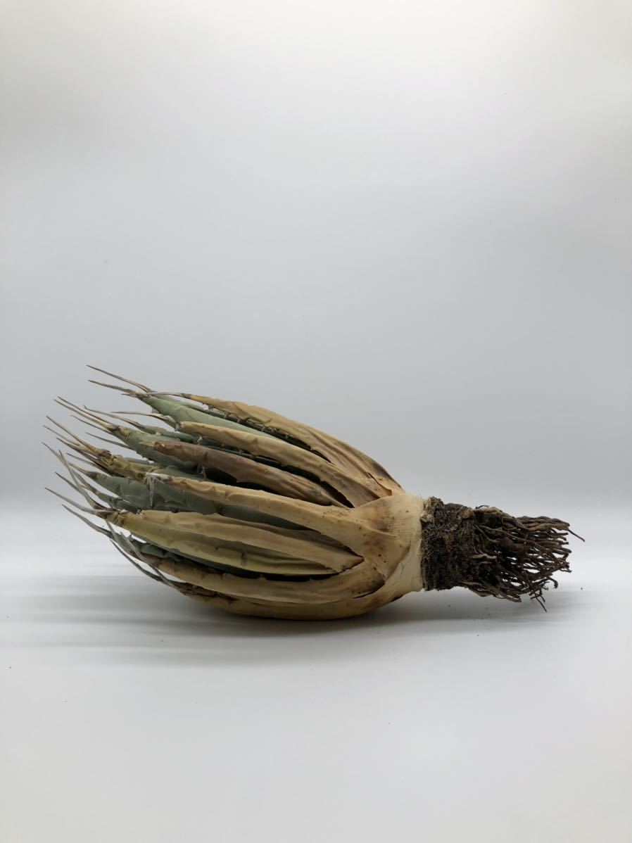 アガベ ユタエンシス var ユタエンシス agave utahensis var utahensis