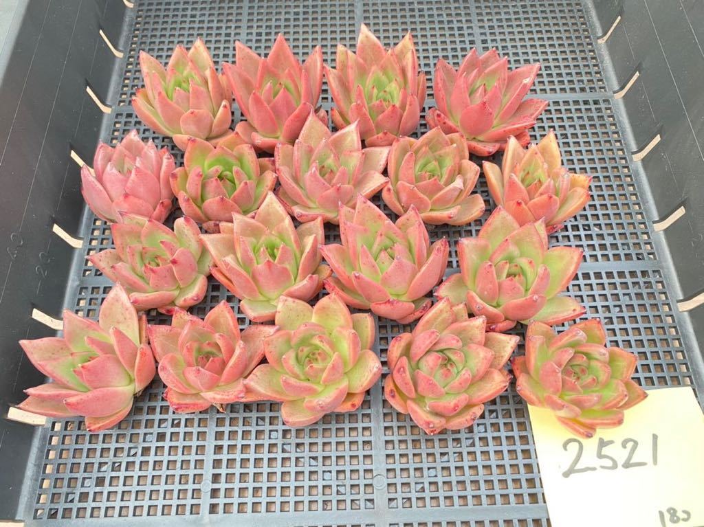 エケベリア アマビレ 韓国苗 Echeveria | 観葉植物 'Amabile 多肉植物