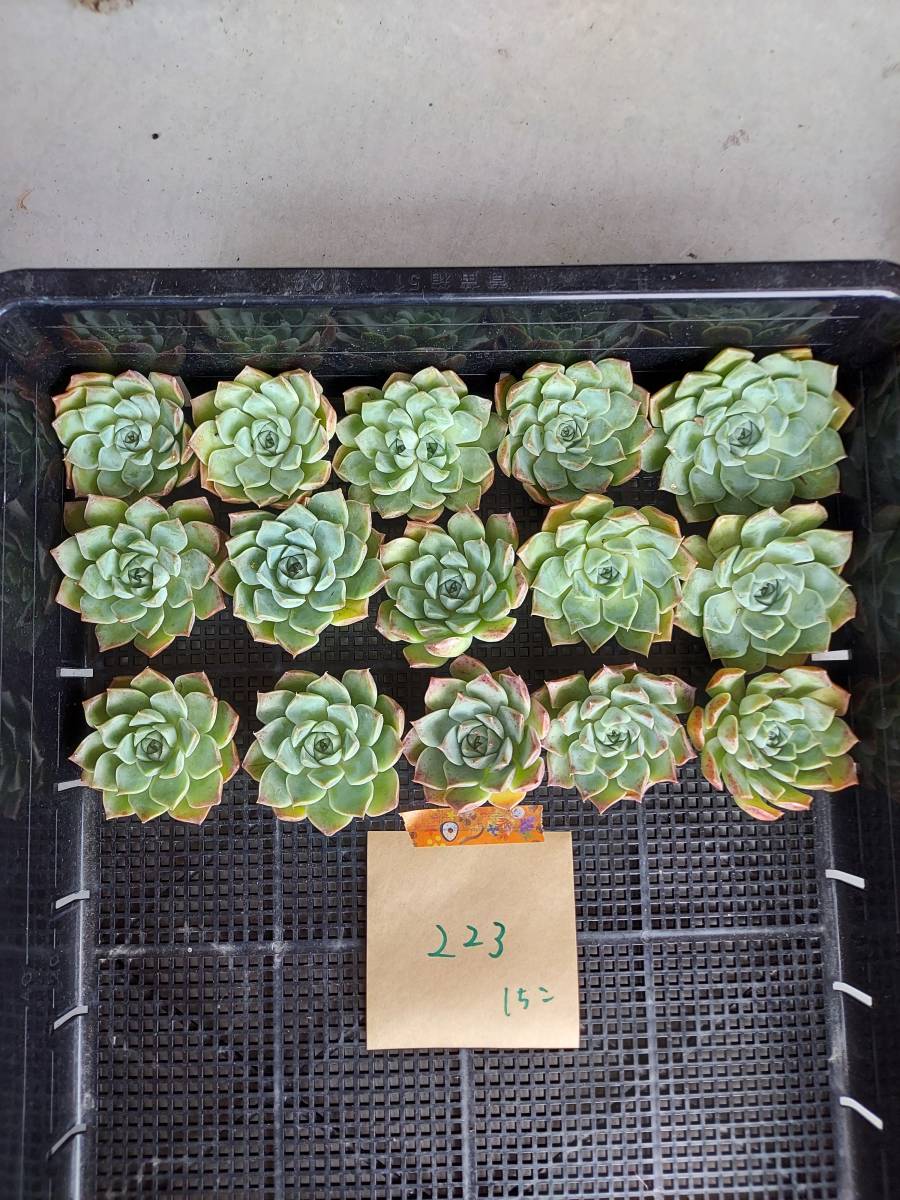 韓国多肉植物 韓国苗 エケベリア Echeveria 91 223clever クレバー 15個 岡山在庫 9 10岡山発送 サボテン 売買されたオークション情報 Yahooの商品情報をアーカイブ公開 オークファン Aucfan Com