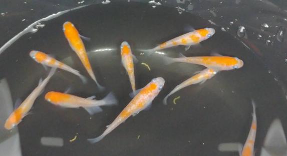 紅白更紗メダカ50個 A三色ラメめだかの有精卵50個 Aと針子飼育セット ゾウリムシ Psb たまミジンコ などをサービス 付けちゃいます めだか 売買されたオークション情報 Yahooの商品情報をアーカイブ公開 オークファン Aucfan Com