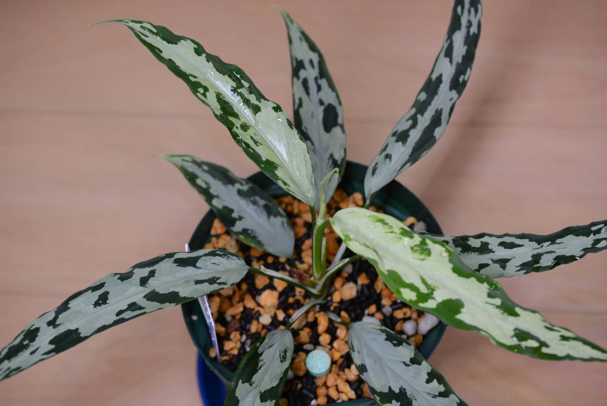 アグラオネマ2 氷肌玉骨 pictum LA便ネームド株 Aglaonema Yahoo!オークション - 妖鳥