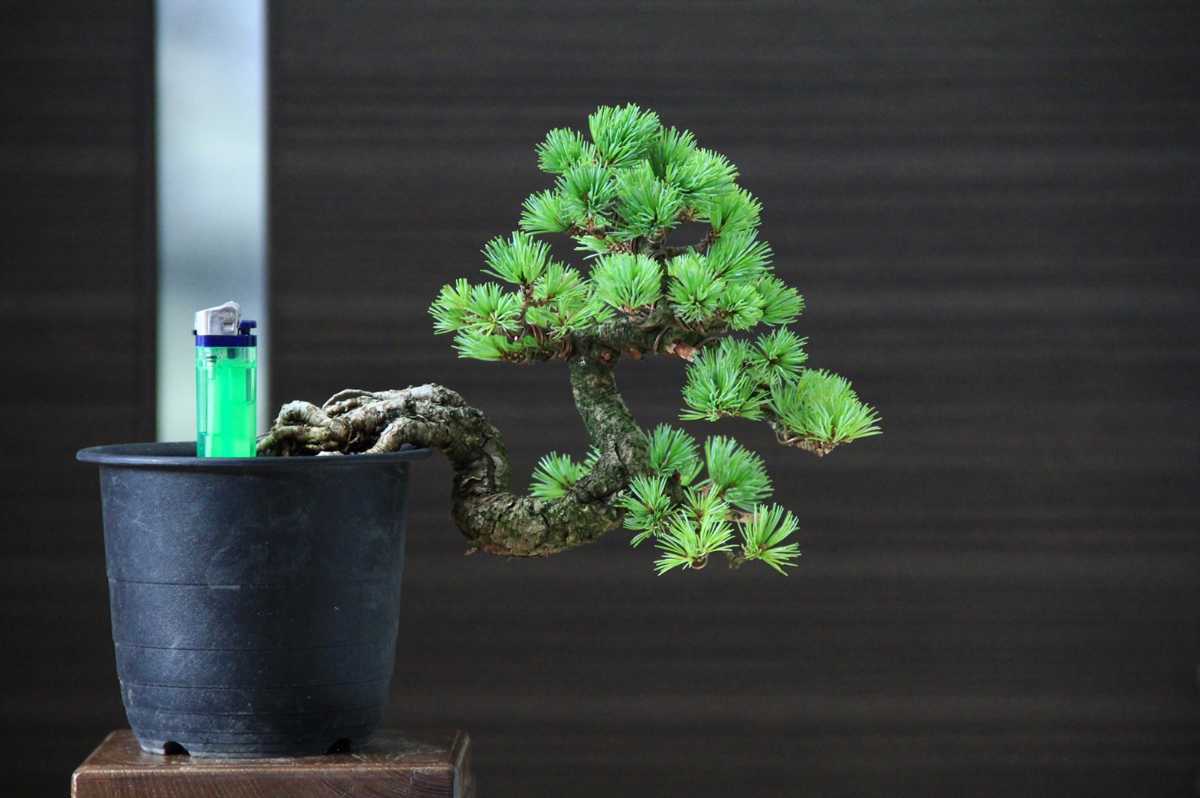 吾妻五葉松 峰吾妻 盆栽 | 五葉松の通販 観葉植物 上下4.5㎝ ミニ盆栽 