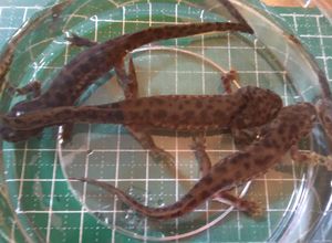 イベリアトゲイモリのヤフオク の相場 価格を見る ヤフオク のイベリアトゲイモリのオークション売買情報は37件が掲載されています